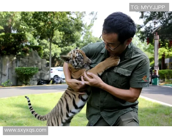 深圳与华南虎的传奇对决探索城市与自然的和谐共生之道